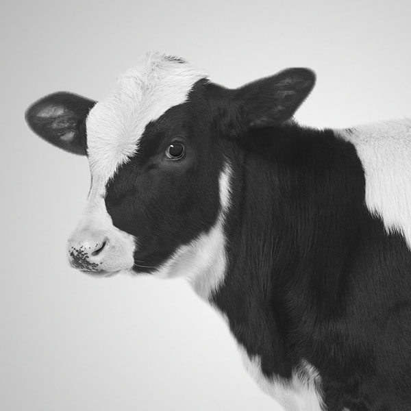 Smiling cow.