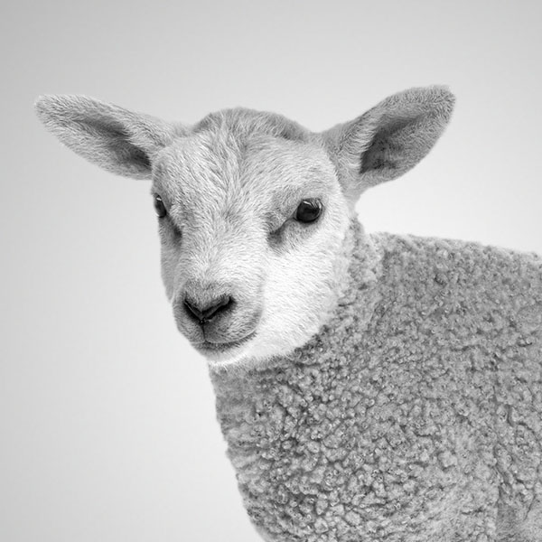 Smiling sheep.