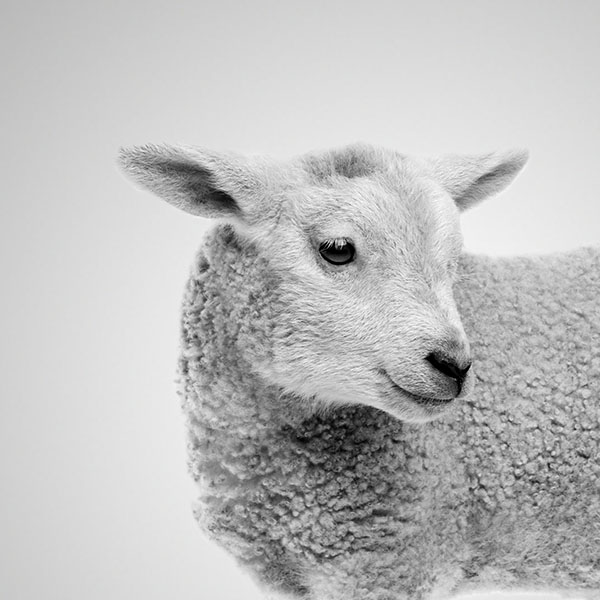 Smiling sheep.