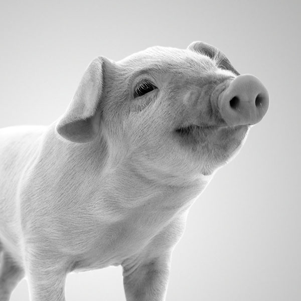Smiling pig.