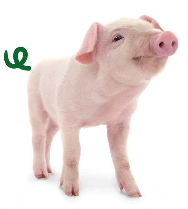 A happy pig with a curly tail.